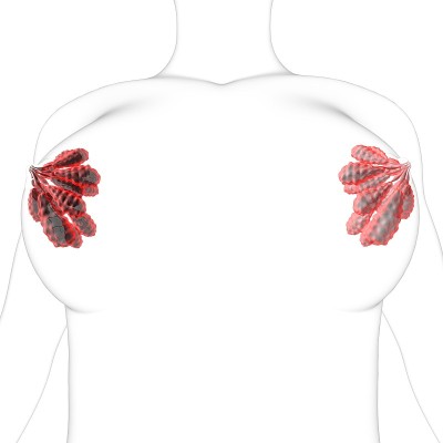 乳腺解剖学的医学概念3D
