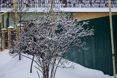 玫瑰在雪下翘臀