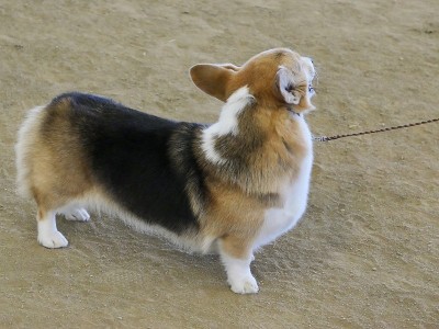 彭布罗克威尔士科基犬