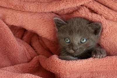 裹着毯子的小灰猫在打哈欠。长舌头
