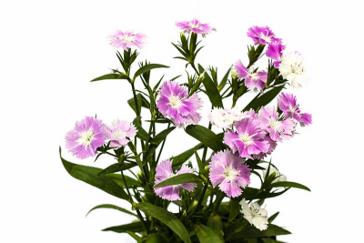 石竹(中国粉)花在白色的背景