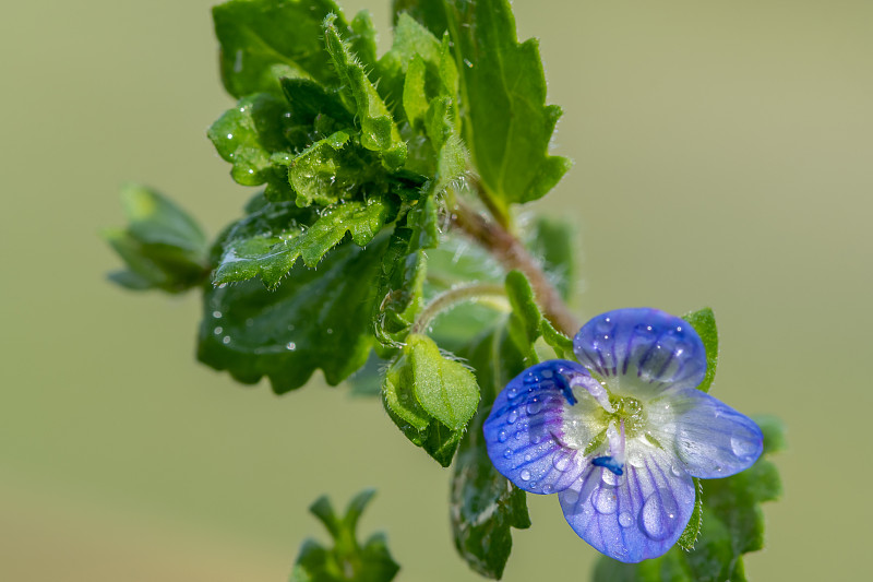 普通的speedwell (veronica arvensis)