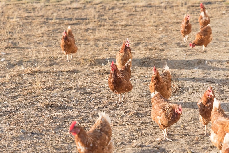 褐鸡生活在生物家禽农场草地的户外