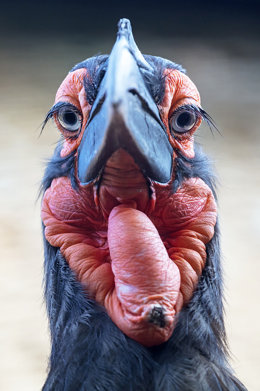 近距离拍摄的一个年轻的南方地面犀鸟(Bucorvus leadbeateri)在自然栖息地