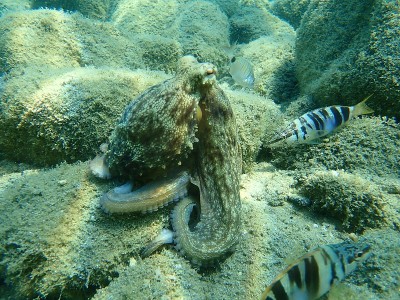 普通章鱼(octopus vulgaris)狩猎