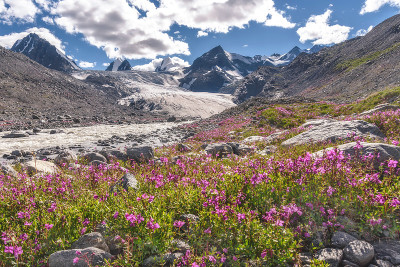 冰川山，柳树，茶，花，河