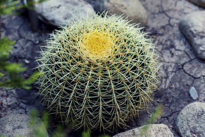 花园中棘球绦虫的特写镜头