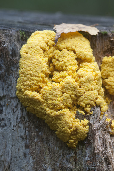 灰霉病菌(黏菌)