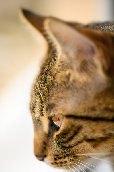 年轻的欧洲短毛猫的头