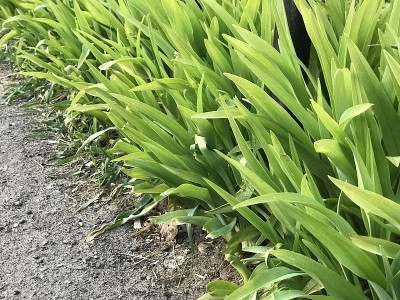 绿色的春草和灰色的沥青