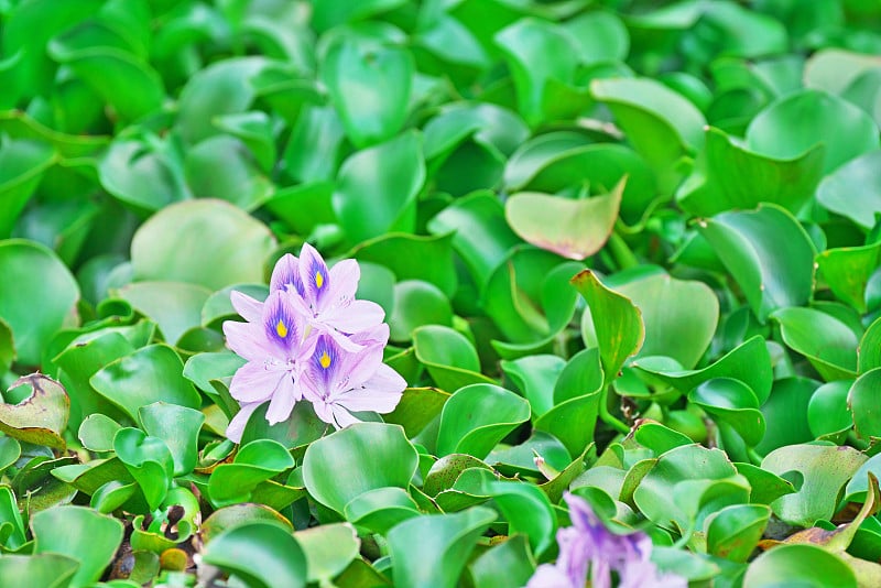 水葫芦的花