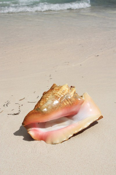 海贝