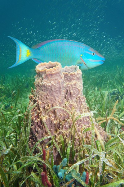 加勒比海海底海绵和鹦嘴鱼