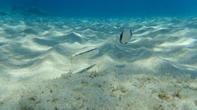 红条纹鲻鱼和普通双条纹海鲷