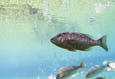 RedBass