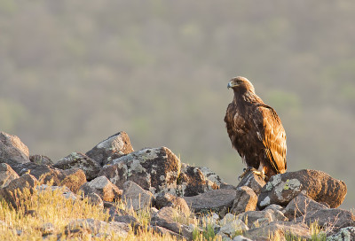 金鹰(Aquila chrysaetos)