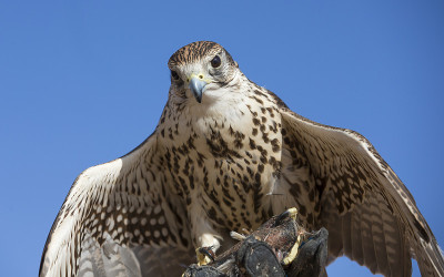 沙克猎鹰(falco cherrug)在迪拜附近的沙漠