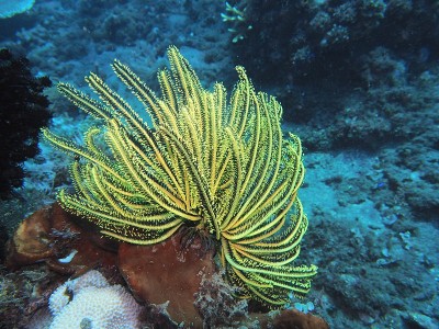 海百合