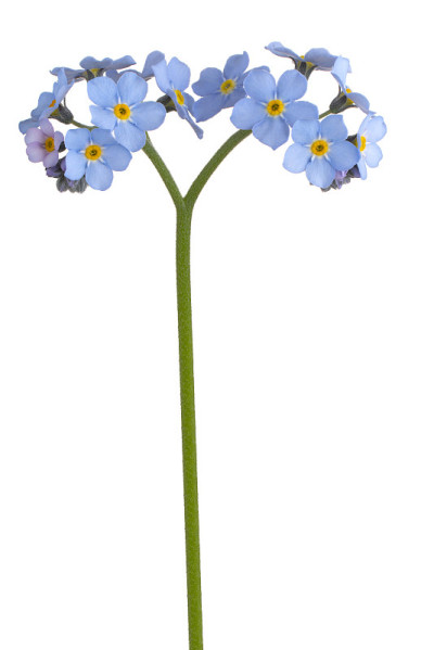 花孤立