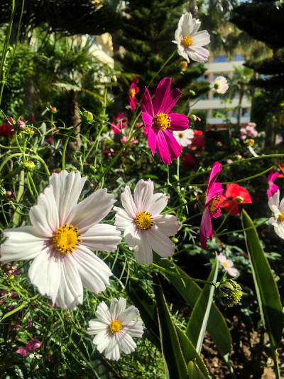 野生白花