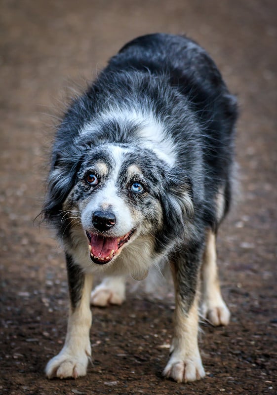 牧羊犬。