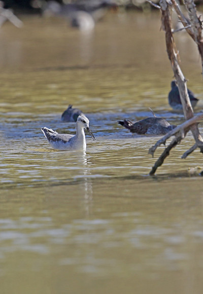 Wilson's Phalarope