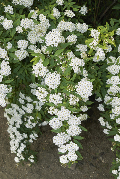 Spiraea canescens
