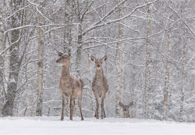让它下雪:两只白雪覆盖的马鹿(鹿科)站在白雪覆盖的白桦林的郊区。在一场能见度很低的大雪中，两只高贵的