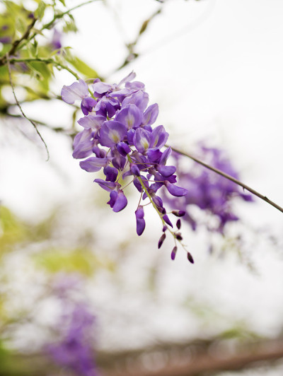 紫藤sinensis