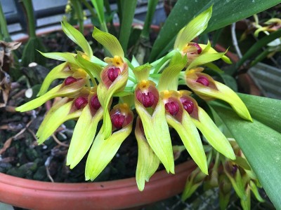 花和植物在温室或热带房子在植物园圣加尔，圣加伦-瑞士