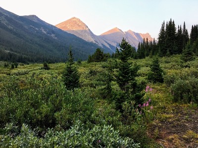 美丽的偏远地区在加拿大落基山脉与山的背景，和灌木丛和杂草在前景。
