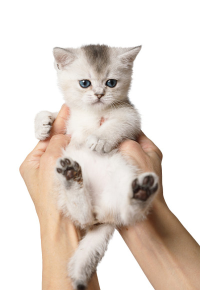 女人的手抱着可爱的苏格兰小猫