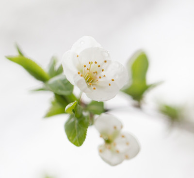 梅花上的花