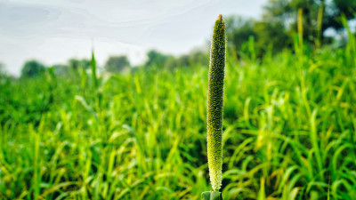 美丽的绿色小米芽。生长巴吉拉植物，开花营养，热带作物