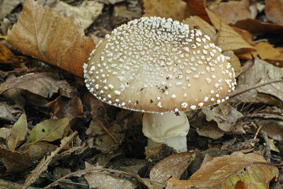 - amanita pantherina报道