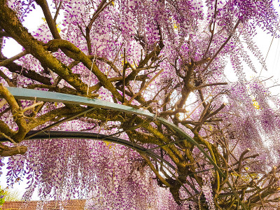 紫藤紫色攀缘花在复活节季节的园艺背景