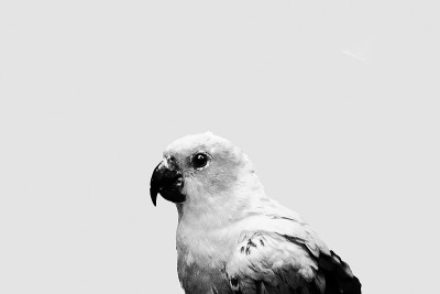 太阳conure鹦鹉漂亮