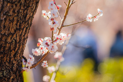 春天花园公园里粉红色的梅花盛开
