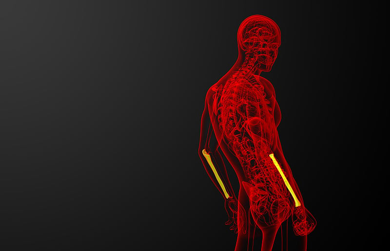 3d渲染医学插图的尺骨