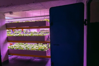 水产养殖与水培相结合，在室内人工照明下在水中种植植物