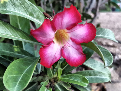 沙漠玫瑰开花。