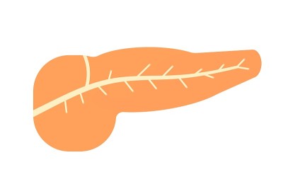 胰腺