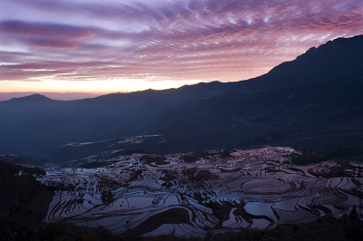 水稻梯田