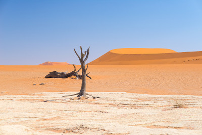 风景优美的Sossusvlei和Deadvlei，粘土和盐田，编织的Acacia树被雄伟的沙丘包围。