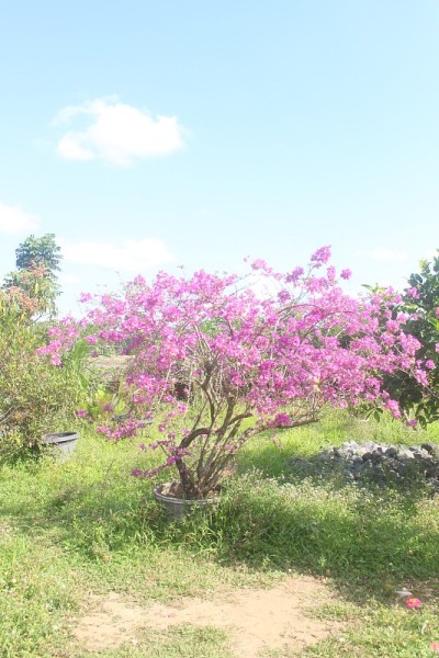 平基软九重葛花