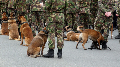 军官与警犬站在一起