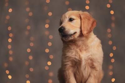 害羞的金毛猎犬幼犬望向一边