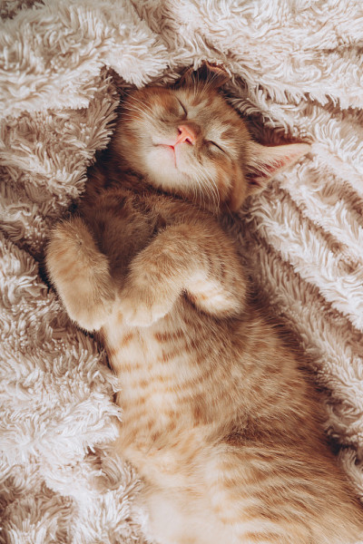 可爱的小姜猫睡着了