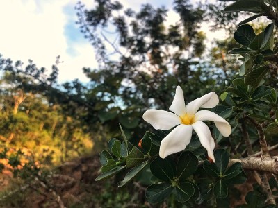 白色的花