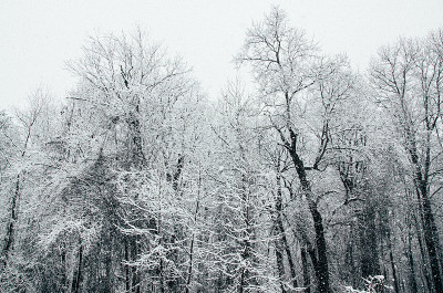 大雪后的树景